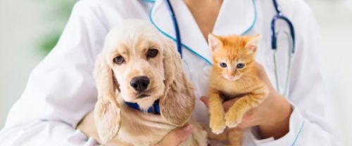 ветеринария