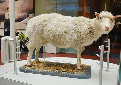 чучело Долли